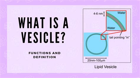 The Main Functions Of A Vesicle Science Trends