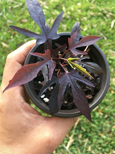 Ipomoea Sweet Potato Vine Plant Blacky Black Burgundy Live Etsy