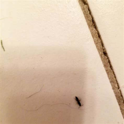 Identifying A Small Black Bug Thriftyfun