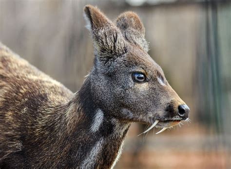 Musk Deer Size Diet Habitat And Facts Britannica