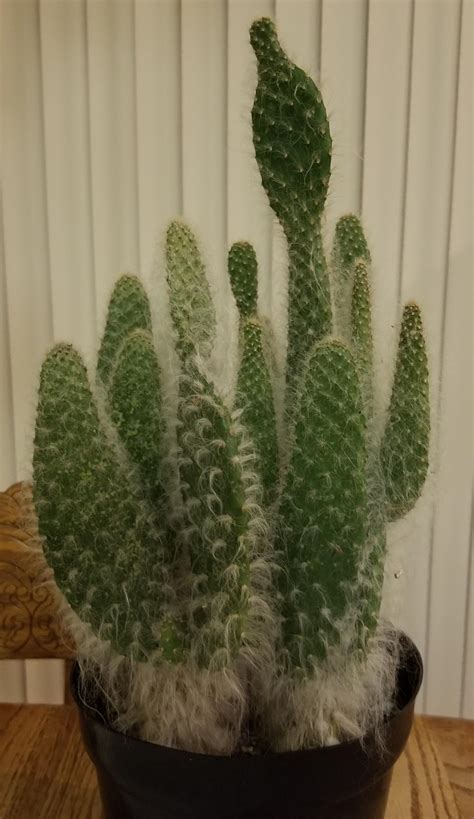 Please note that aging cactus will normally demonstrate some corking (brownish in color). Went to visit the folks and my dad suprised me with these ...