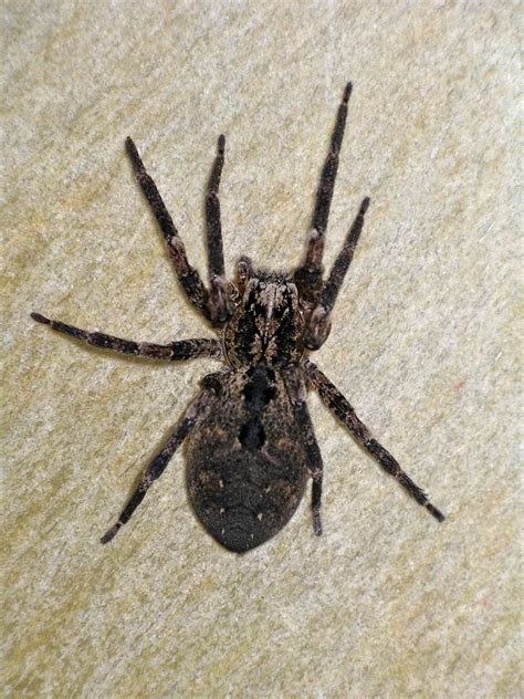 Die Nosferatu-Spinne – eine mediterrane Art – ist in Kersbach heimisch