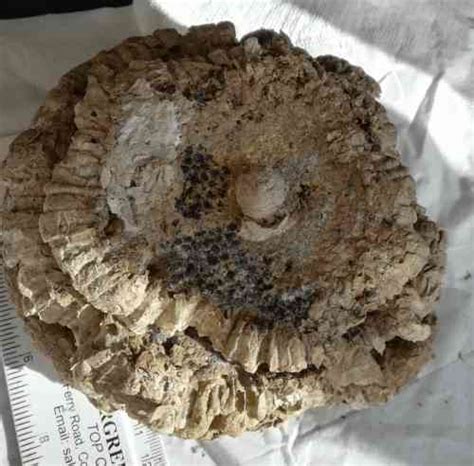 The Structure Of A Social Wasp Nest See Inside Learn How Theyre Made