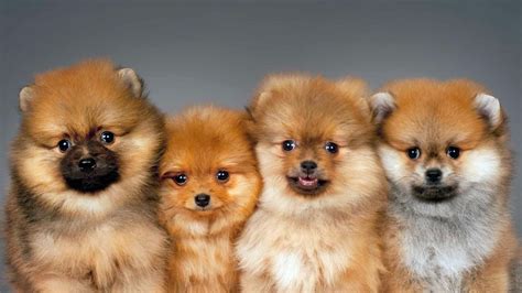 Pomeranian Irkı Köpekler Hakkında Bilimsel Gerçekler Webtekno