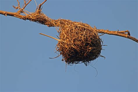 Weavers Nest Hanging From Branch Free Stock Photo Public Domain Pictures