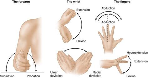 Examination Of The Hand And Wrist Clinical Gate
