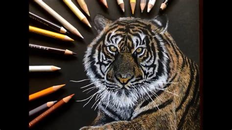 How To Draw A Realistic Tiger Marker Coloured Pencil