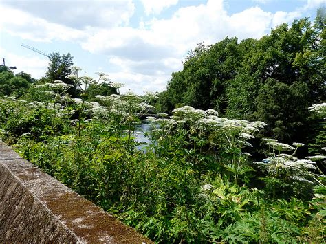 Giant Hogweed 8 Facts You Must Know About The Toxic Plant Photo 1