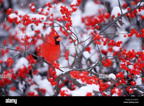 Cardinal And Winterberry Hi Res Stock Photography And Images Alamy