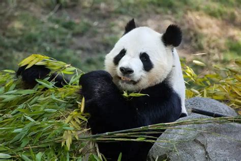 10 Interesting Facts About Pandas