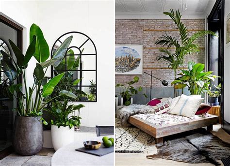 Twelve Stylish Indoor Plant Ideas For City Living