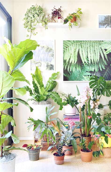 18 Most Beautiful Indoor Plants And 5 Easy Care Tips A Piece Of