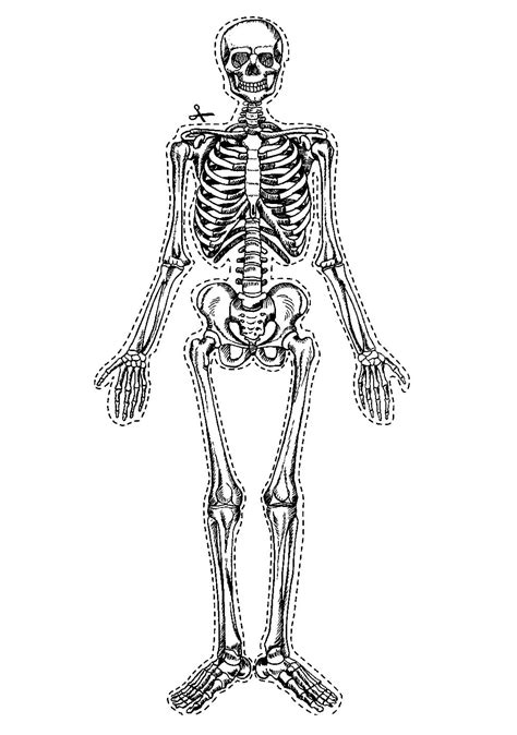 Desenho Do Corpo Humano Para Imprimir