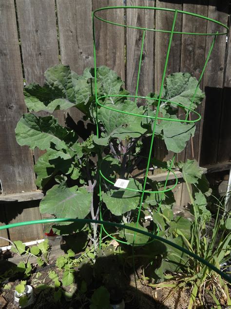 Collards have dark green, fanlike leaves with tough stems. The Scientific Gardener: Tree Kale or Perennial Collards?