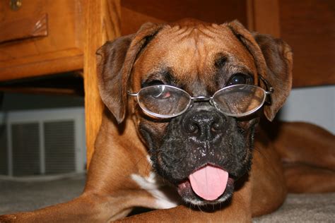 One Of The Cutest Smartest Funniest Dogs Ever A Boxer Boxers