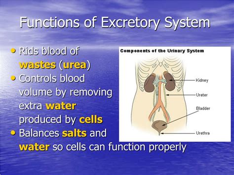 Ppt Excretory System Powerpoint Presentation Free Download Id9602638