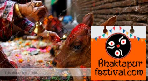 Gai Cow Tihar Laxmi Puja Bhaktapur Festival
