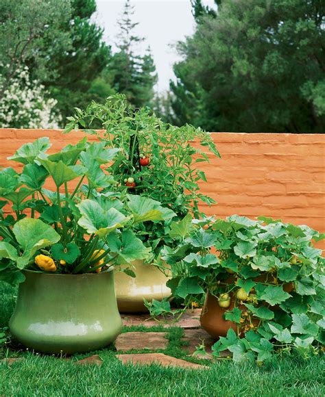 How To Grow Vegetables In Pots Sunset Magazine