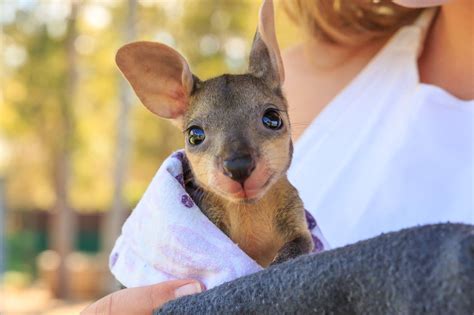 Baby Kangaroo Teh Cute