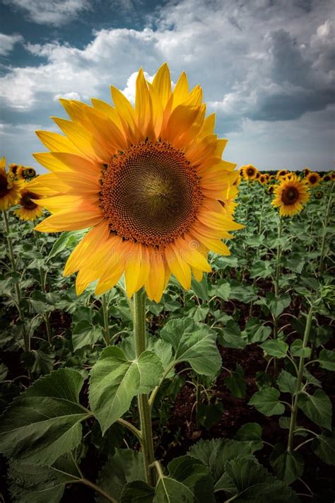Sunflower Field Under Storm Clouds On A Summer Day Stock Photo Image