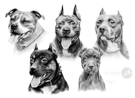 Gang Of Five Pitbull And Amstaff Graphite Pencil Drawing By Kerli