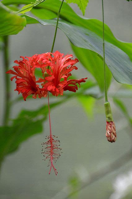 Plant it too as it is a magnet to a variety of pollinators including hummingbirds. Japanese Lantern Flower (Hibiscus schizopetalus ...