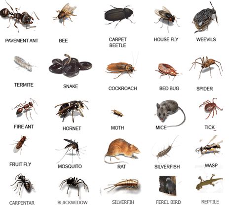 3the following premium pests are not included in the. Pest Control
