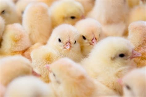 Technology Innovation To Help End Chick Culling New Food Magazine