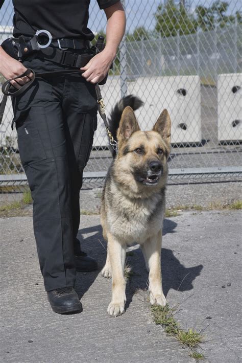 Become A Police Dog Handler 2018