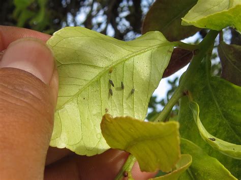Clas Positive Asian Citrus Psyllid Found In Riverside Commercial Grove