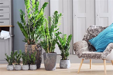 Le piante da appartamento decorano ogni ambiente. 10 piante da interno verdi e belle con poca luce - Foto - LivingCorriere