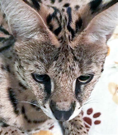 African Serval Cat Prowling Around Feline Spotted Near Columbia Road