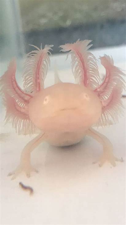 Axolotl Axolotls