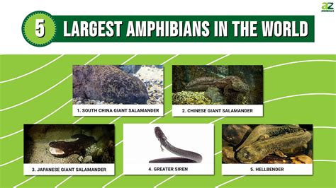 The 5 Largest Amphibians In The World A Z Animals