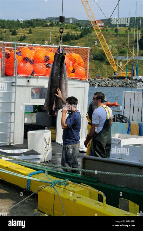 Un Loading Swordfish From The Hannah Boden Fishing Boat From The