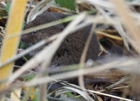 Long Tailed Vole Wildlife Of Eldorado Canyon State Park · Inaturalist