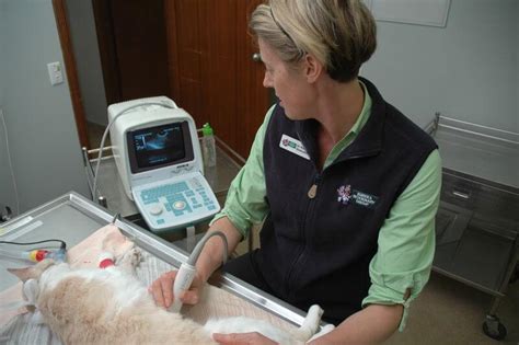 X Ray And Ultrasound Eureka Veterinary Hospital Mt Clear Vet Clinic
