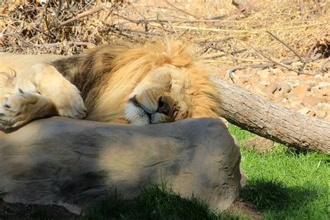 Lion Sleeping Image Free Stock Photo Public Domain Photo Cc0 Images