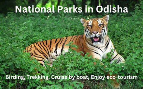 Top Wildlife Sanctuaries And National Parks In Odisha
