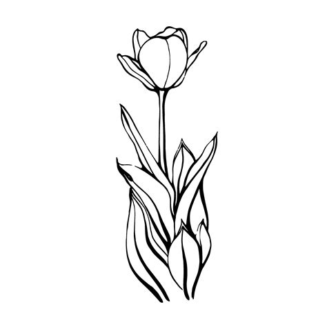 Tulip On A Stem With Leavesa Tulip Flower Vector Illustration In The