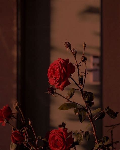Pin By Val On Relax Rose Wallpaper Flower Aesthetic Aesthetic Roses