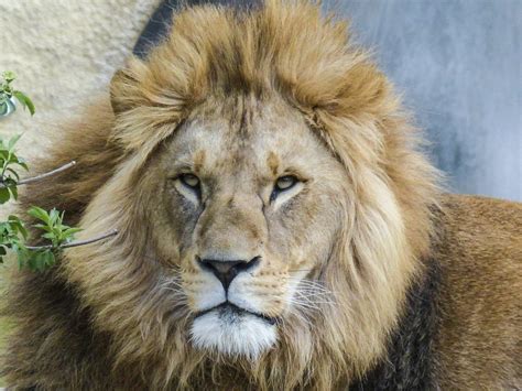 About Majestic Animals - inoffensive stories of lions that took over ...