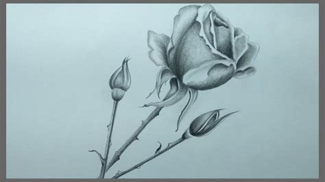 Rose Flower Pencil Drawing Photos Best Flower Site