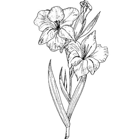 The Best Free Gladiolus Drawing Images Download From 81 Free Drawings