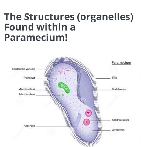 Draw A Neat Labelled Diagram Of Paramecium Draw A Neat Labelled Diagram Of Paramecium Sarthaks