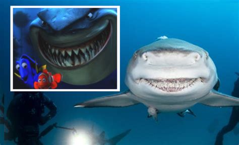 Smiling Lemon Shark Looks Exactly Like Bruce From Finding Nemo