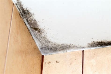 How to kill and prevent bathroom mold. Removing Mold from Painted Walls and Ceiling | ThriftyFun