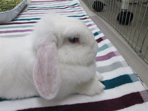 Holland Lop Blue Eyed White Rabbit Usa Rabbit Bunny Rabbit Bunny