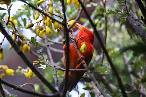 8 Extinct Hawaiian Birds A Z Animals