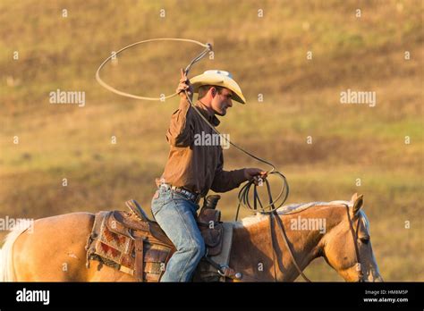 Single Wrangler Cowboy On Horse Herding Cattle California Usa Stock